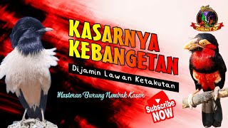 MASTERAN Burung Tembakan Kasar, !! Kasarnya Kebangetan, Bikin Lawan ketakutan,