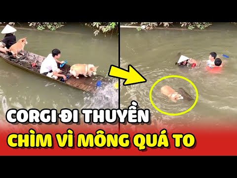 Video Bé Corgi cùng cả nhà bị LẬT THUYỀN bởi có ai đó bị... - youtube