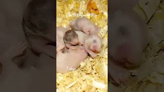 7 дней от рождения. Хомяки уже покрылись пушком.7 days from birth. Hamsters #shorts #animals  #top