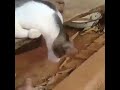طلعت نصابه شوف الفيديو كامل 