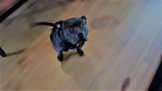 I Got A New PItbull!!!! Magic The American Pitbull Terrier by 2 Pitbulls 2,797 views 7 years ago 3 minutes, 13 seconds