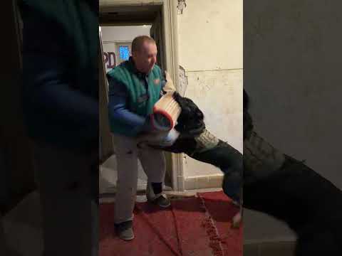Young dog training – first steps under pressure (8 months) – Open video on YouTube