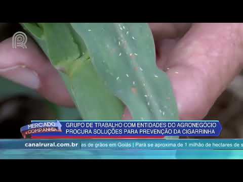 Procura de soluções para prevenção da cigarrinha | Canal Rural