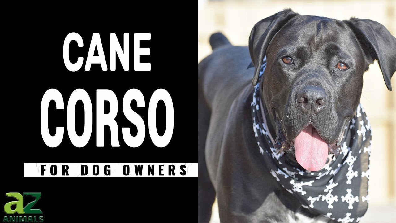 Cane Corso vs Dogo Argentino: Differences Explained (With Pictures
