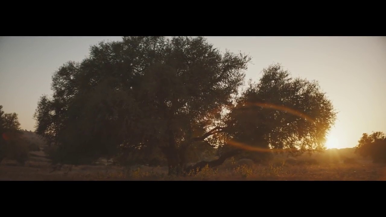 The Argan Oil Story by PRIME AYA®