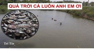 Đi Kéo Lưới Bắt Cá Măng, Cá Cháo, Cá Rô Phi Biển Và Cái Kết