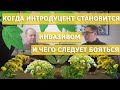 Борщевик, золотарник, клён ясенелистный и другие