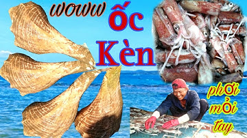 Ốc Kèn giá bạc triệu. Anh Em Ngư Dân nuôi sống để Ngâm Rượu _Bảy Hồng_#34