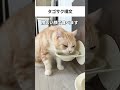 タゴサク構文🤣 #猫 #ねこ #猫動画 #ねこ動画 #猫あるある #猫好きさんと繋がりたい #猫のいる暮らし #猫のいる生活 #ねこのいる生活 #ねこのいる暮らし