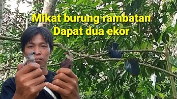 Mikat burung rambatan paru merah dapat dua ekor