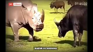 badak vs banteng