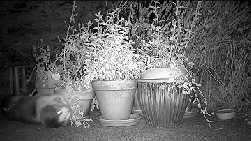 Catnip Highlight Reel #9