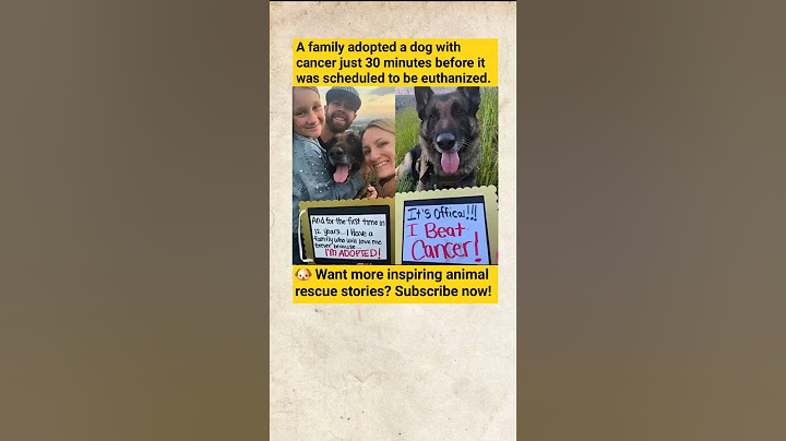 30 Minutes From Euthanasia: This Family Saved a Cancer-Stricken Dog