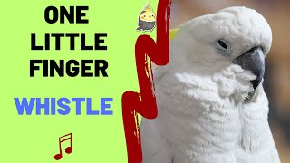 ONE LITTLE FINGER with whistling - Cockatiel Singing Training - Bird Whistle - Parrot Practice