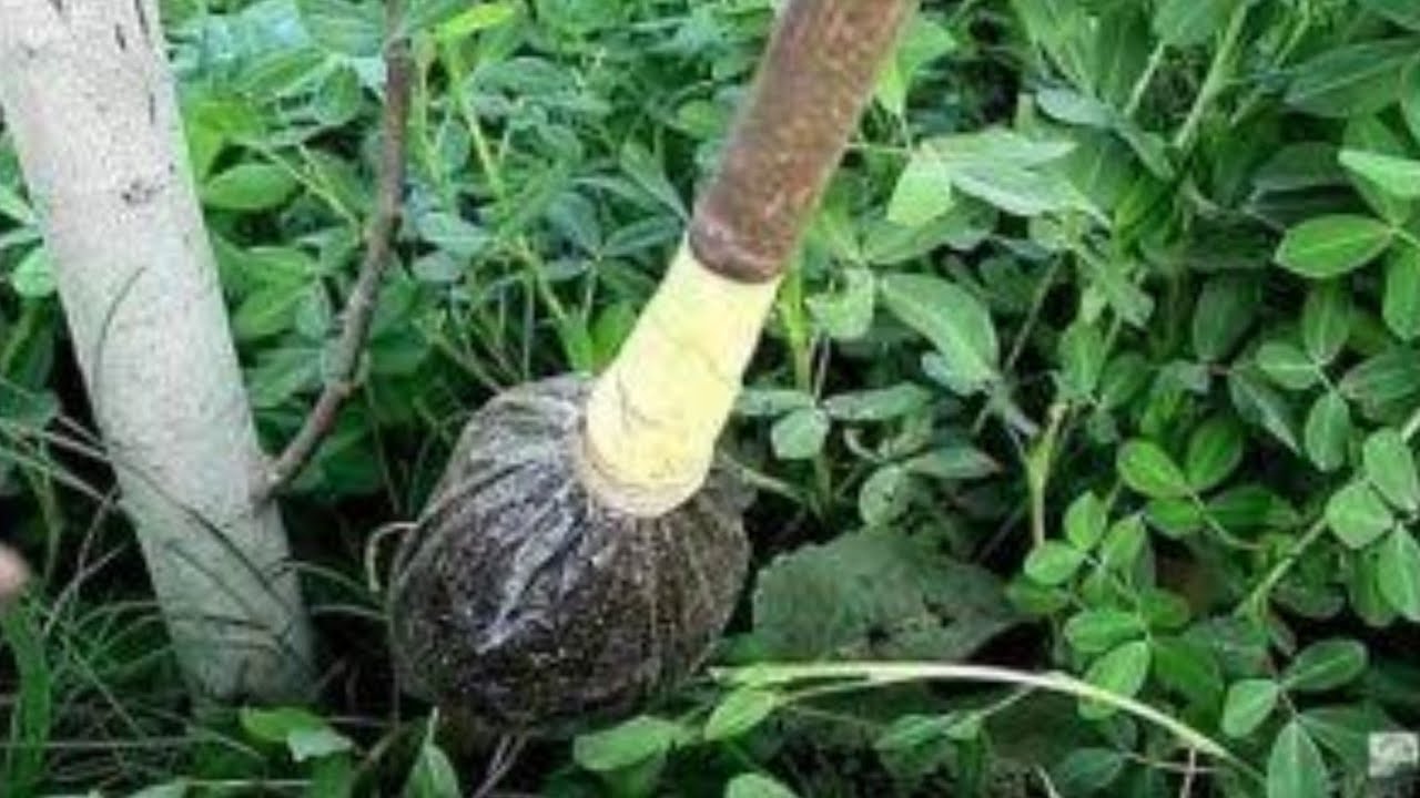 شاهد أسرار وخفايا المشاتل | الترقيد الهوائي لأشجار والنباتات |Pruning of trees