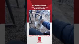 Sokak köpeği, tanımadığı bir adamın yanına yaklaşarak nazikçe sevgi istiyor...