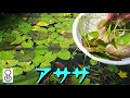 水槽に生えているアサザを食べてみた