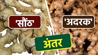 अदरक और सौंठ में अंतर | Adrak Aur Saunth Difference  | Ginger Dry Ginger Difference |Boldsky *Helath screenshot 1