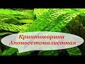 Криптокорина Апоногетонолистная, Апоногенолистная, уход, содержание в аквариуме. Размножение.