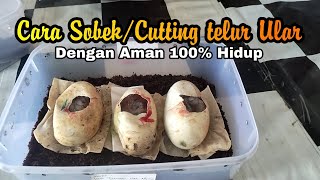 Cara Sobekcutting Telur Ular Dengan Aman 100% Hidup