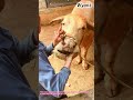 Farmer Feeds Weak Cow After Birth 🌾 Homemade Meal↓