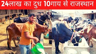 24 लाख साल का दुध 10गाय से राजस्थान में कैसे #dairyfarmbusiness#dairyfarming#