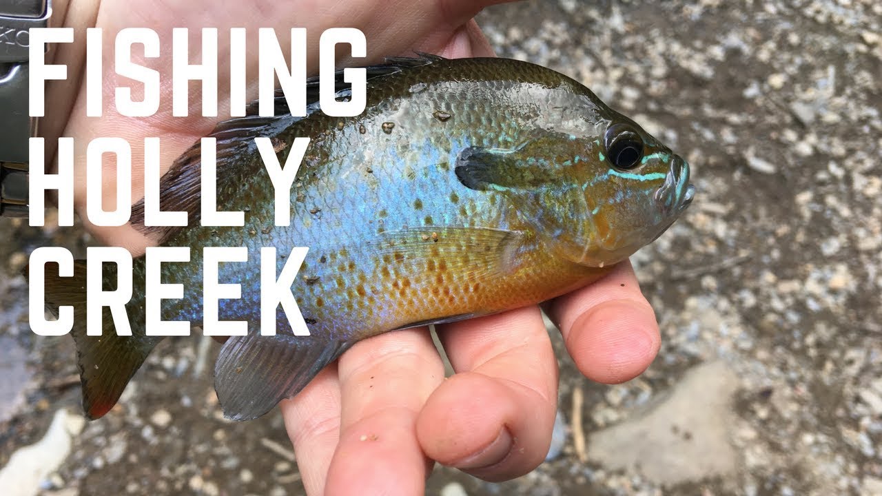 Fishing the beautiful Holly Creek North GA! YouTube
