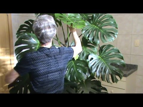 Video: Philodendron (57 Fotos): Indendørs Blomsterpleje Derhjemme Og Reproduktion, Typer Af Philodendron Klatring Og Rødme, Xanadu Og 