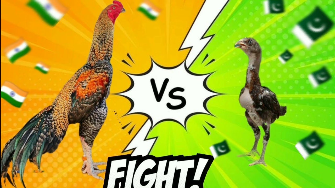 Big Fight 🔥 Pakistani Aseel Chick vs Indian Aseel Murga 💯🔥 | Aseel Murga video | fighter Aseel 