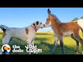 Dog Becomes Obsessed With A Newborn Donkey The Dodo Odd Couples 