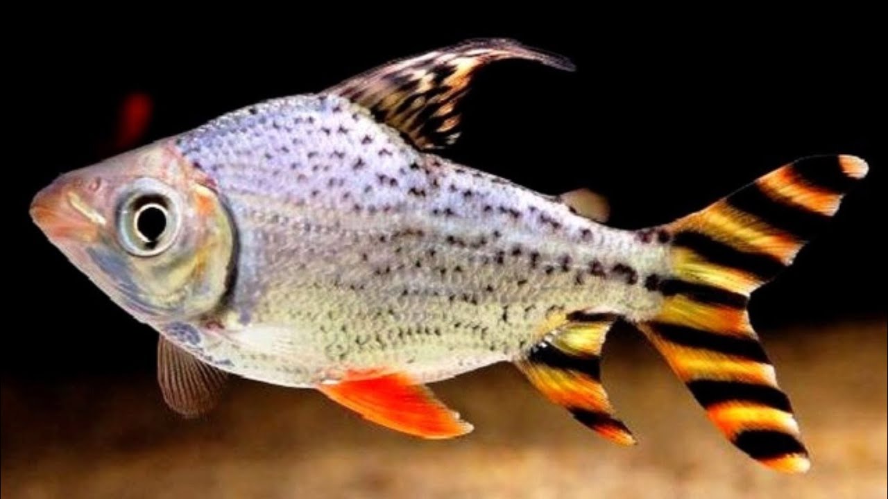 Ikan Rff Red feifeng (RFF) ikan paling Ampuh buat bersihin Aquarium. - YouTube