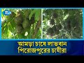 স্বল্প খরচে অধিক লাভ—পিরোজপুরে জনপ্রিয় হচ্ছে আমড়া চাষ | Rtv News