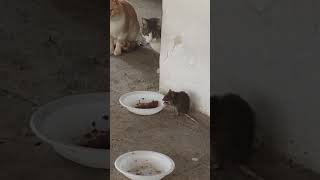 Unexpected Dinner Guest Cats Plate Hijacked By A Sneaky Rat