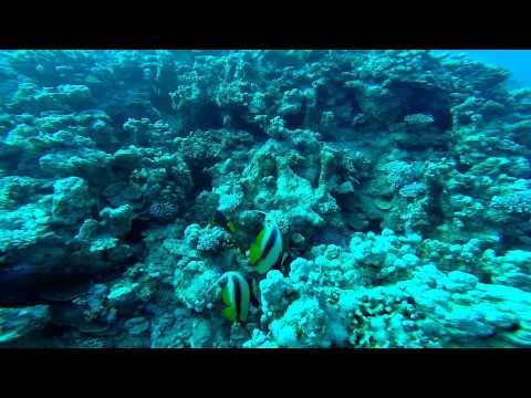 Dahab 2014 - Diving