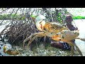 MONSTER MUD CRABS HUNTING | கலி ஆற்றில் வேட்டையாடிய முரட்டு கலி நண்டு | Delicious Crabs Pepper Fry |