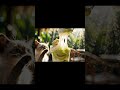 Mèo cưng thử món Kem bơ Dừa sáp kéo sợi quá đã 🥑🥥 #shorts #asmr #cat