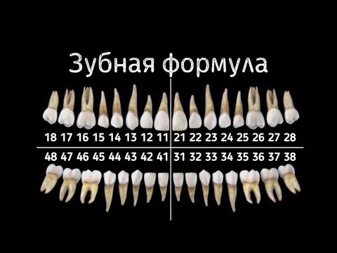 Зубная формула кратко