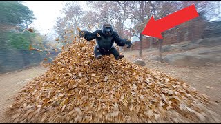 Zookeepers Catch Gorilla Playing With a Massive Leaf Pile (The Reason Is Adorable)