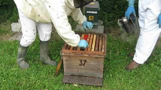 Artificial Swarming technique