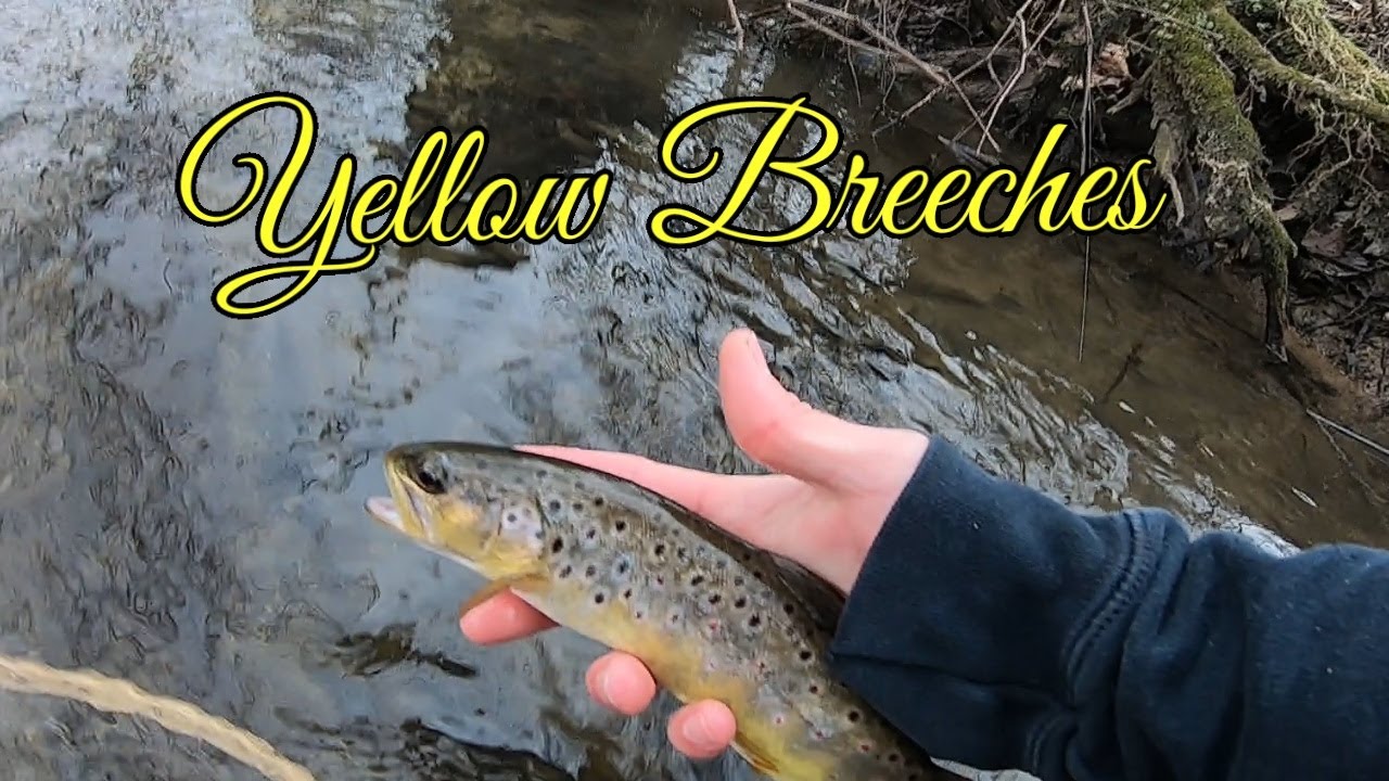 Yellow Breeches Browns PA Trout Fishing YouTube