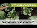 Голова садовая - Как ухаживать за капустой?