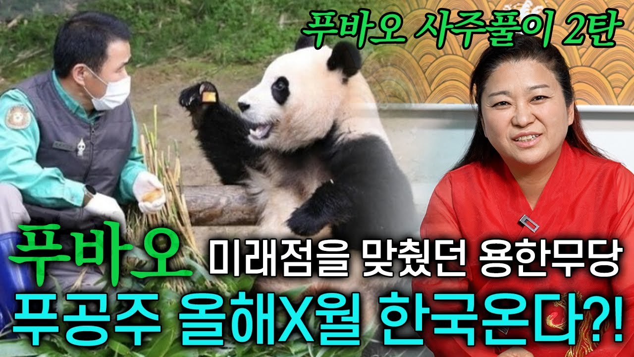 푸바오의 미래를 소름돋게 맞췄던 용한 무당의 푸바오 신점2탄! x월에 한국으로 돌아온다고?! 돌아와줘 푸바오 ㅠㅠ