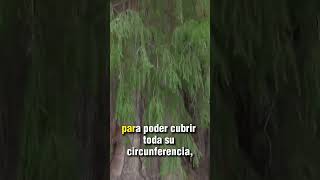El árbol más grande del mundo: El Árbol del Tule en Oaxaca