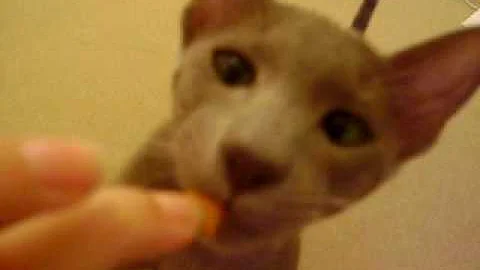 Video 3102231: siamese oriental kittens, lovely oriental kittens