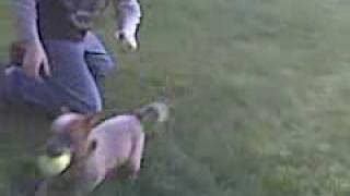 Lucy 8 week old Red Heeler Fetching