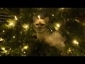 Sam Gibson— Oh Come Oh Come Emmanuel