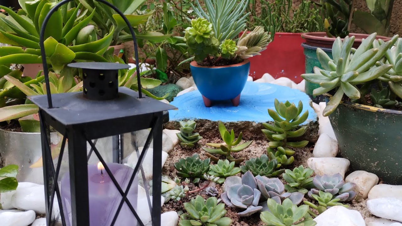 Convido você para ver lindas suculentas + replante Faciata moonshane