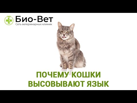 Почему кошки высовывают язык. Ветклиника Био-Вет