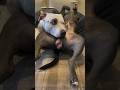 Petting two funny dogs Chris Brown #shorts  #funny  #dog