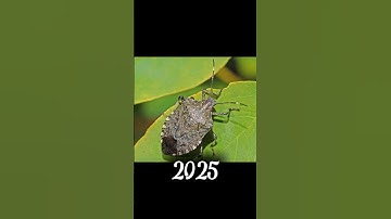 2025 Stink bug  and 5000 bce Stink bug।। crazy biology।। #shorts #shortsvideo